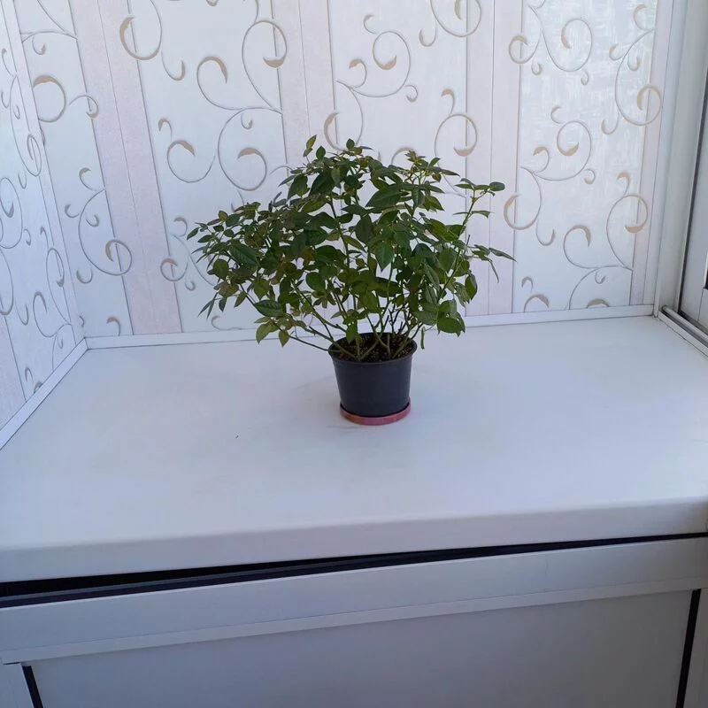 Кто имеет опыт покупки товаров на Wildberries?