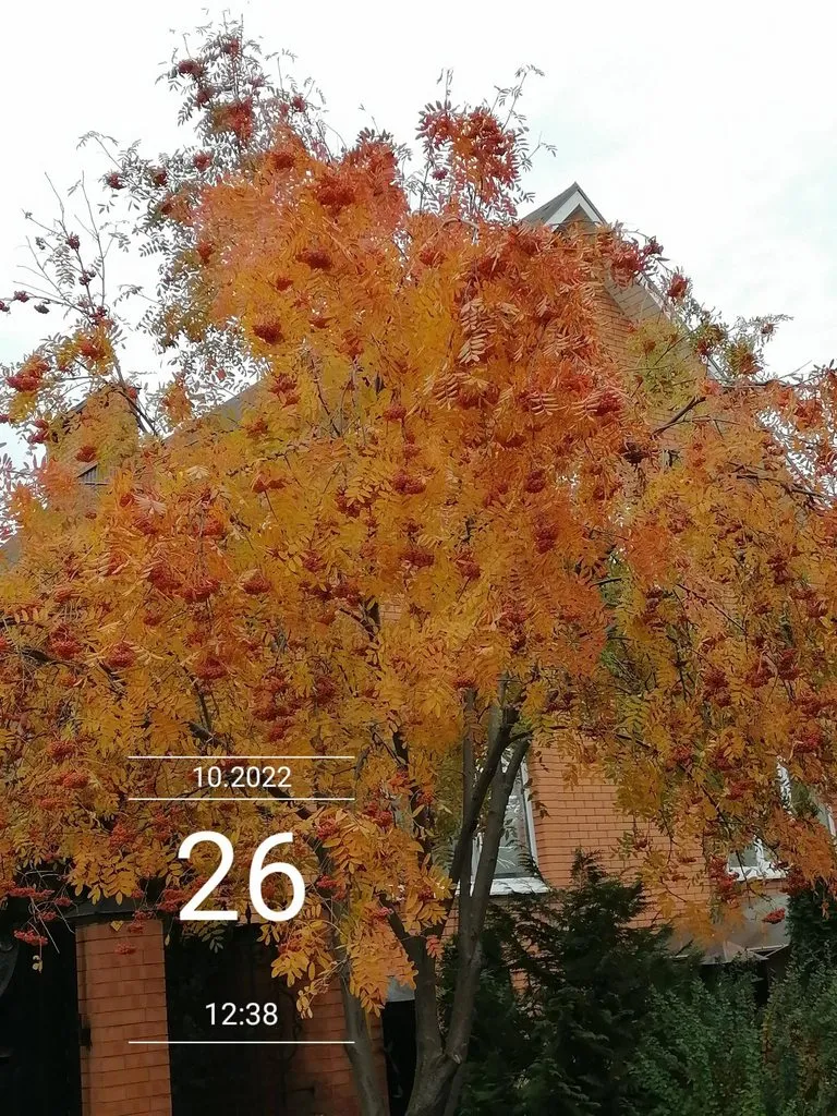 Чайная беседка