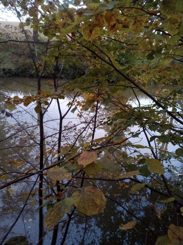 Чайная беседка