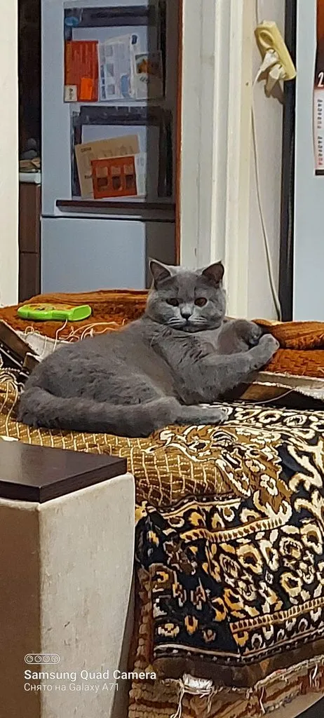 Tapтaлeтки & Ко