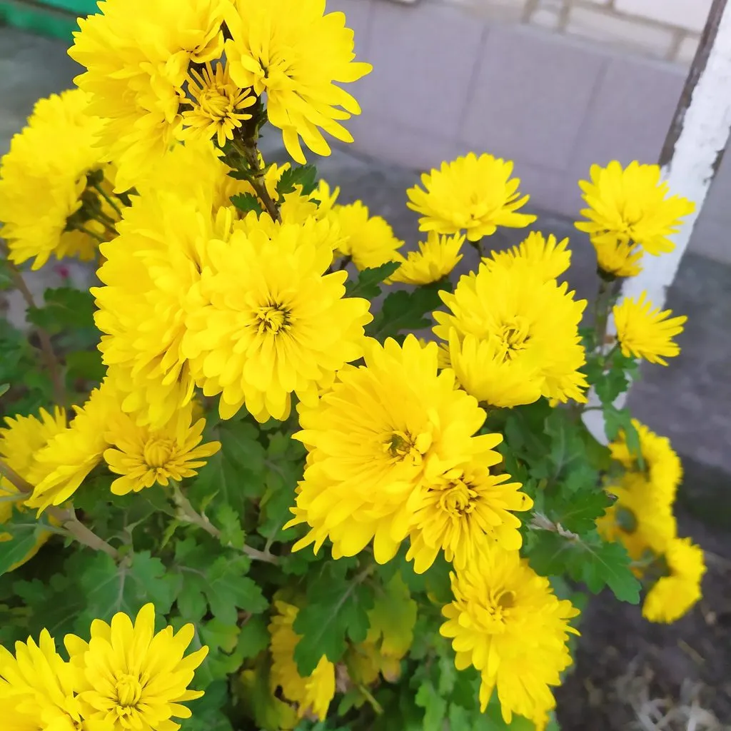 Чайная беседка