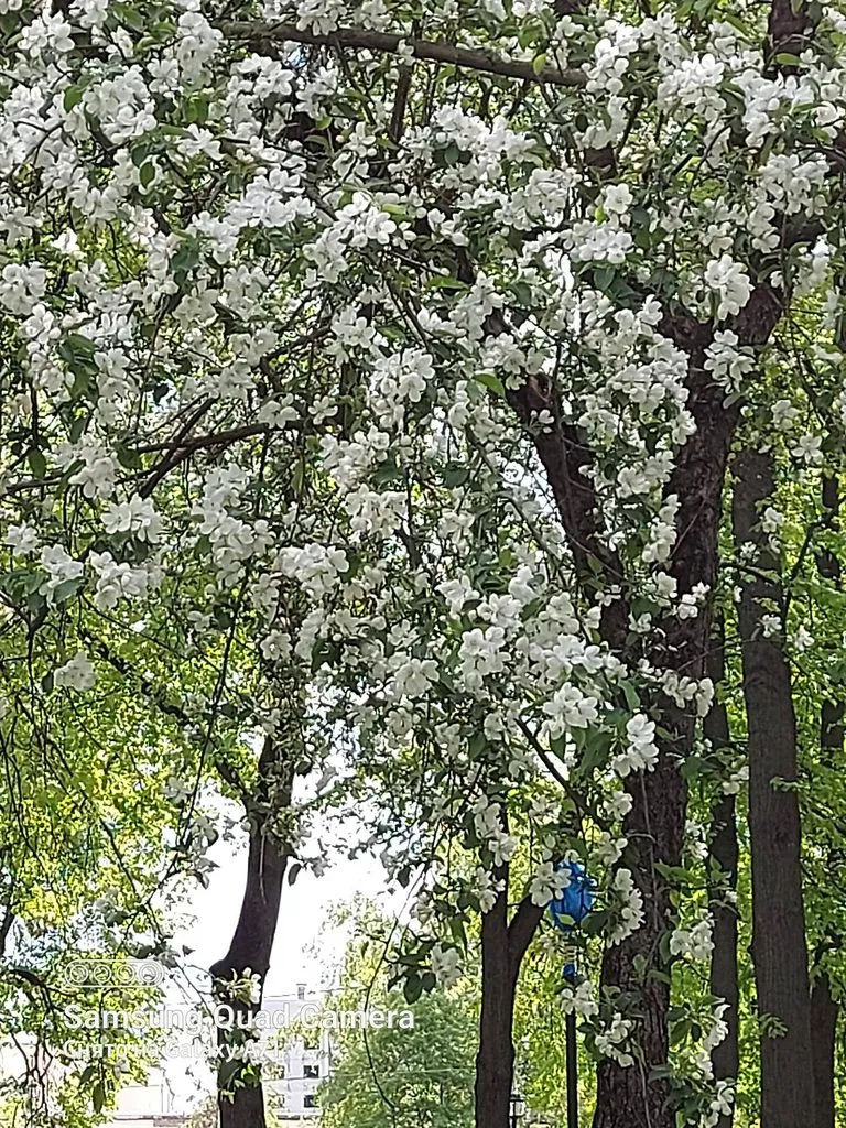 Чайная беседка