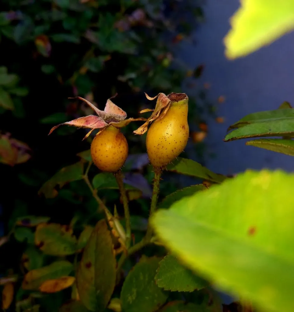 Tapтaлeтки & Ко