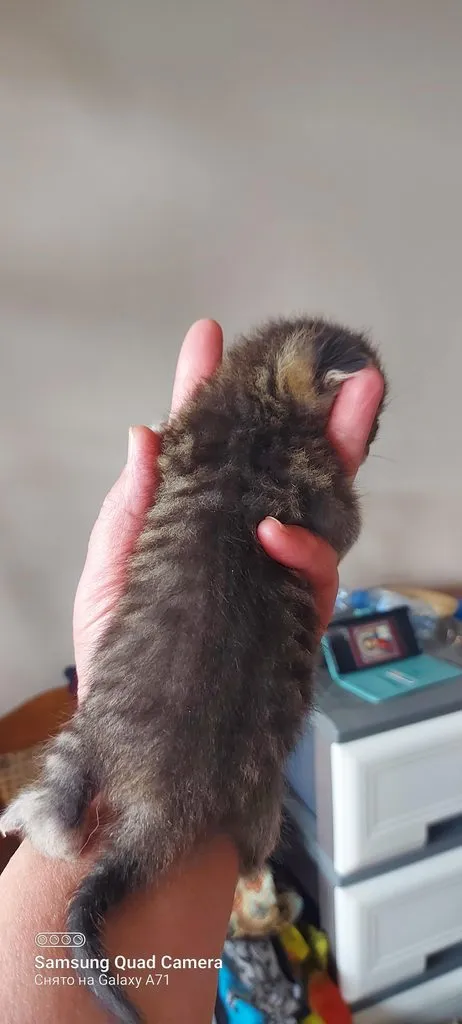 Tapтaлeтки & Ко