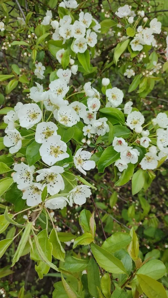 Чайная беседка