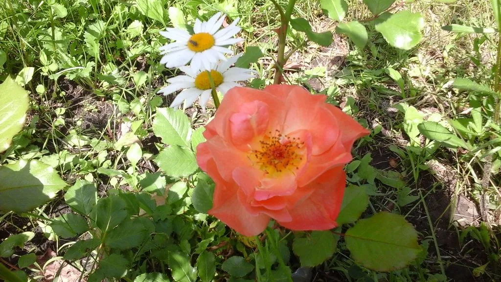 Чайная беседка