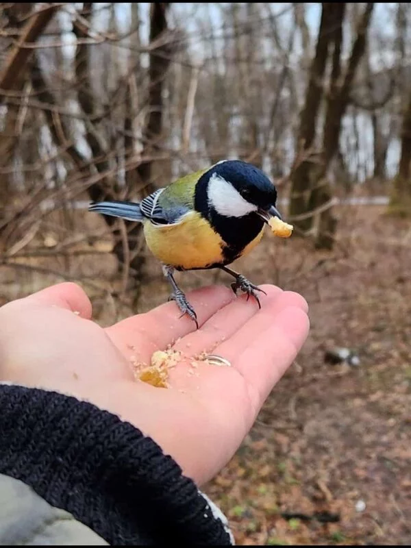 Чайная беседка