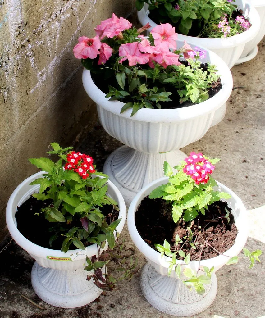 Чайная беседка