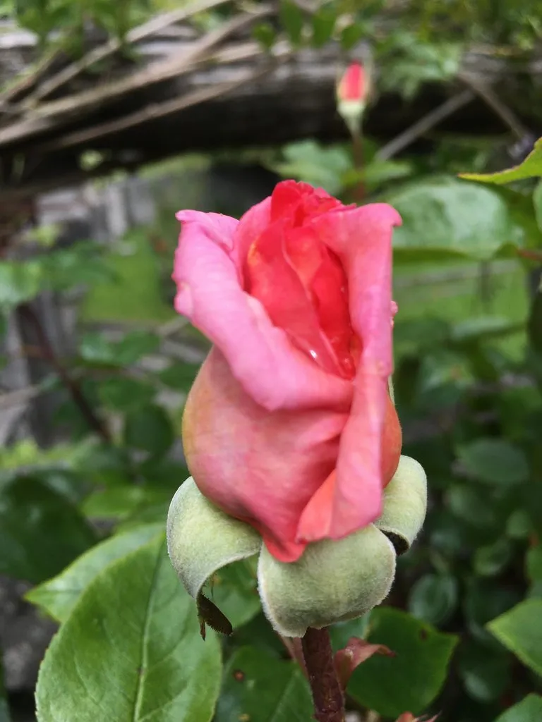 Чайная беседка