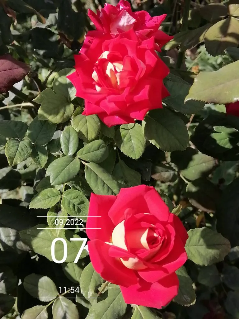 Чайная беседка