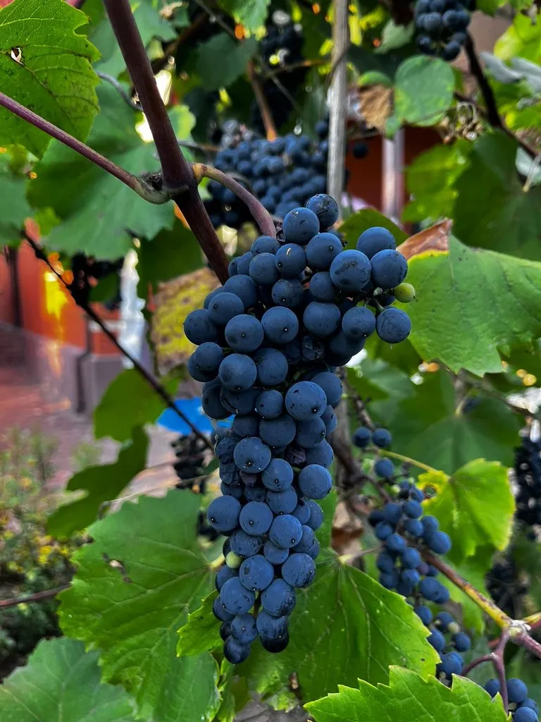 Чайная беседка