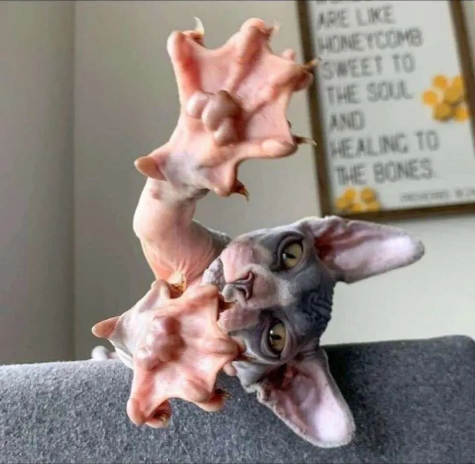 Кошичкина полиция
