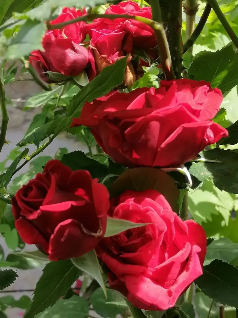 Чайная беседка