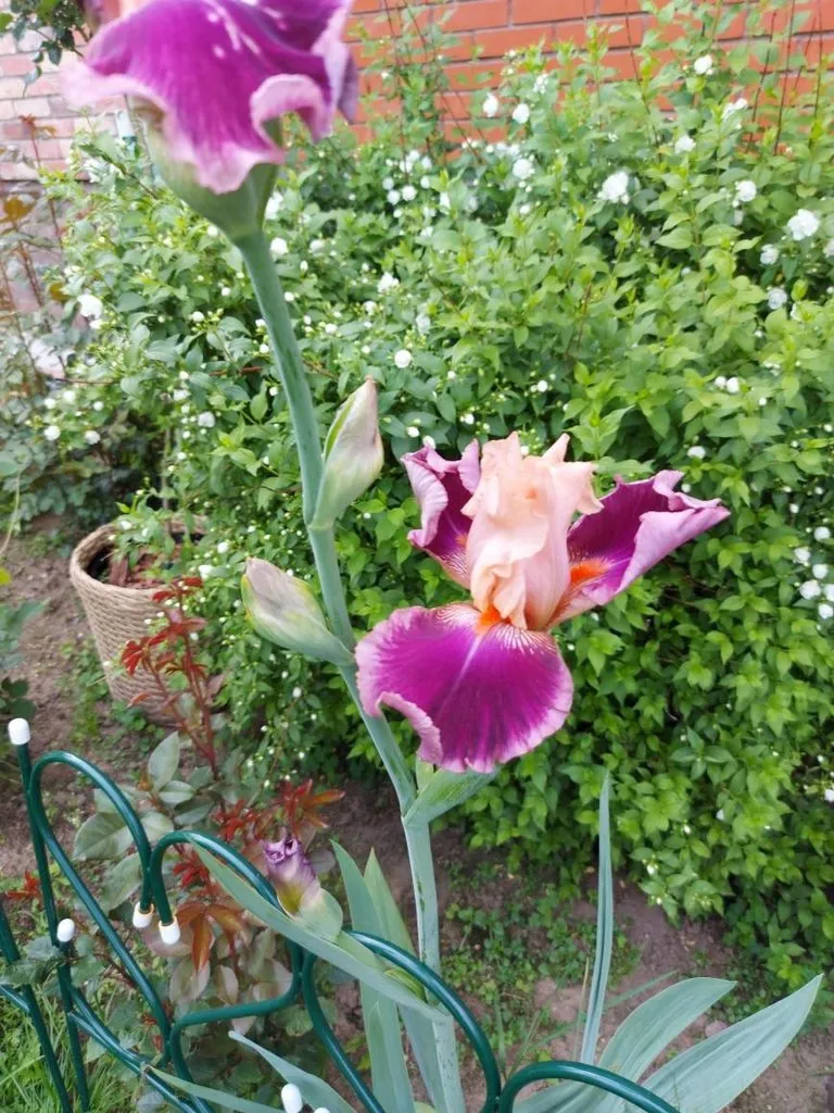 Флора