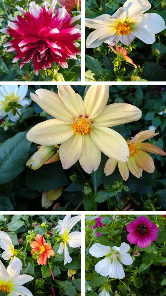 Чайная беседка