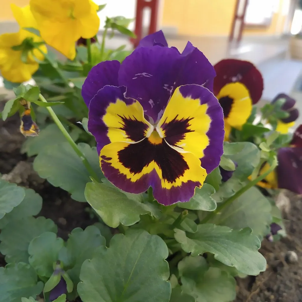 Чайная беседка