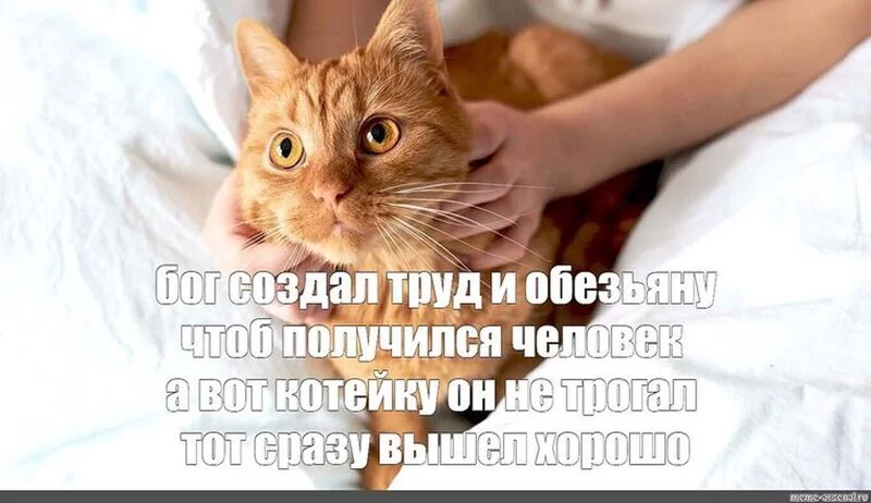 Tapтaлeтки & Ко