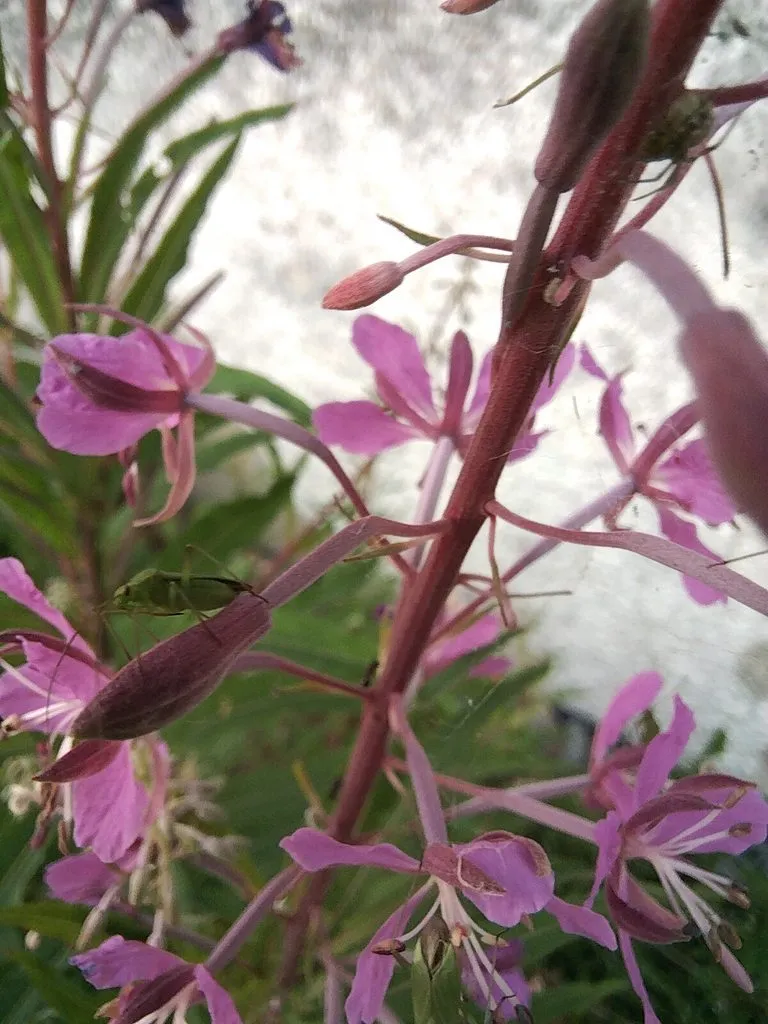 Чайная беседка