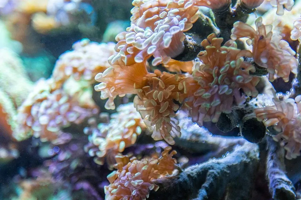 Молекулярные основы заболевания кораллов