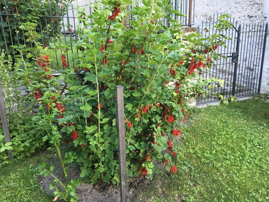 Чайная беседка