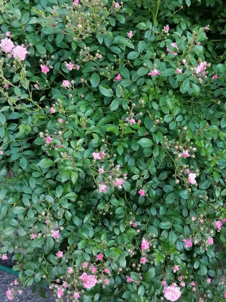 Чайная беседка