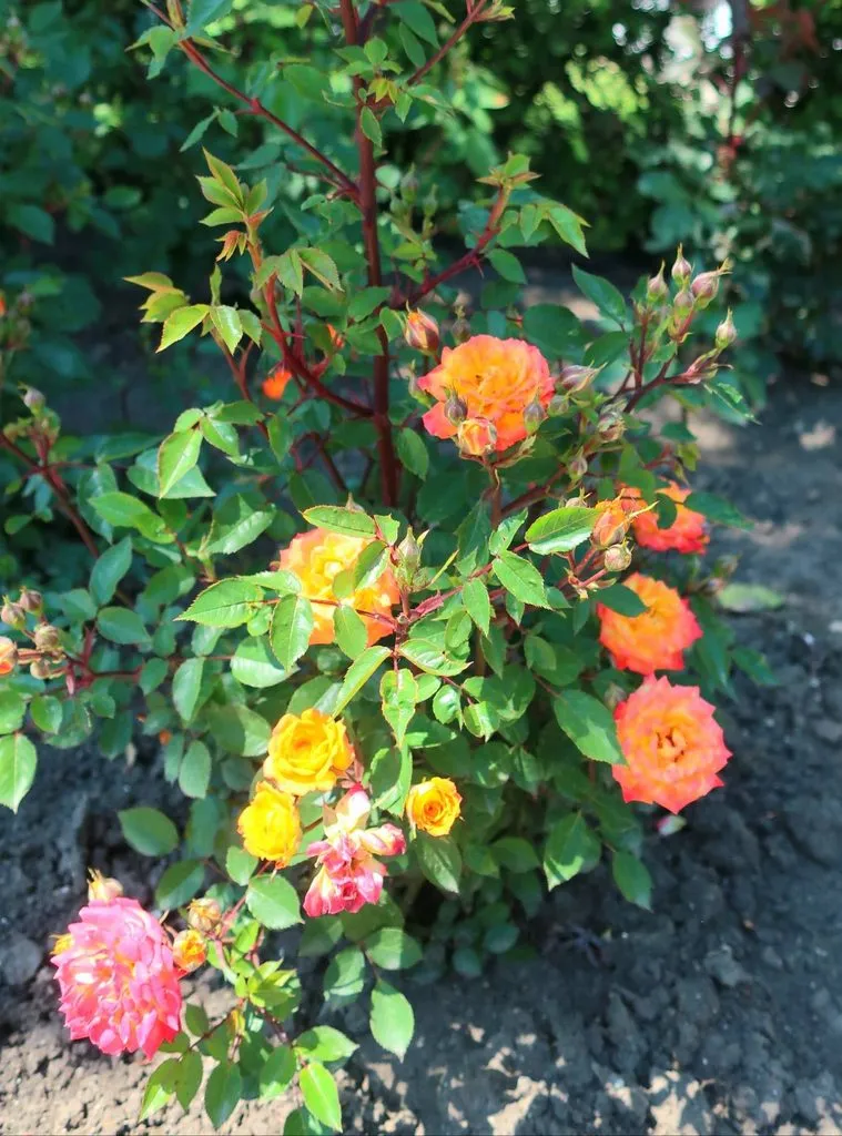 Чайная беседка