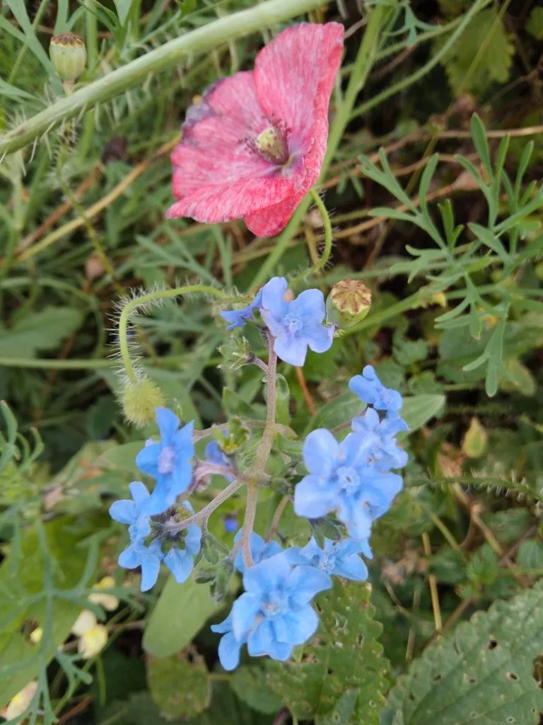 Чайная беседка