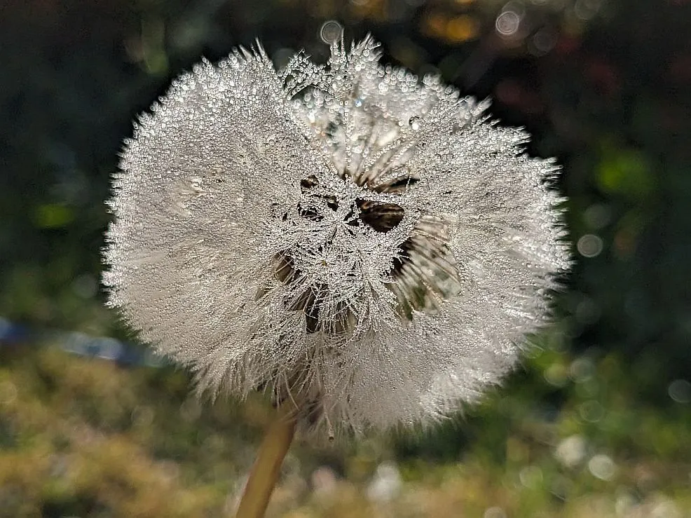 Флора