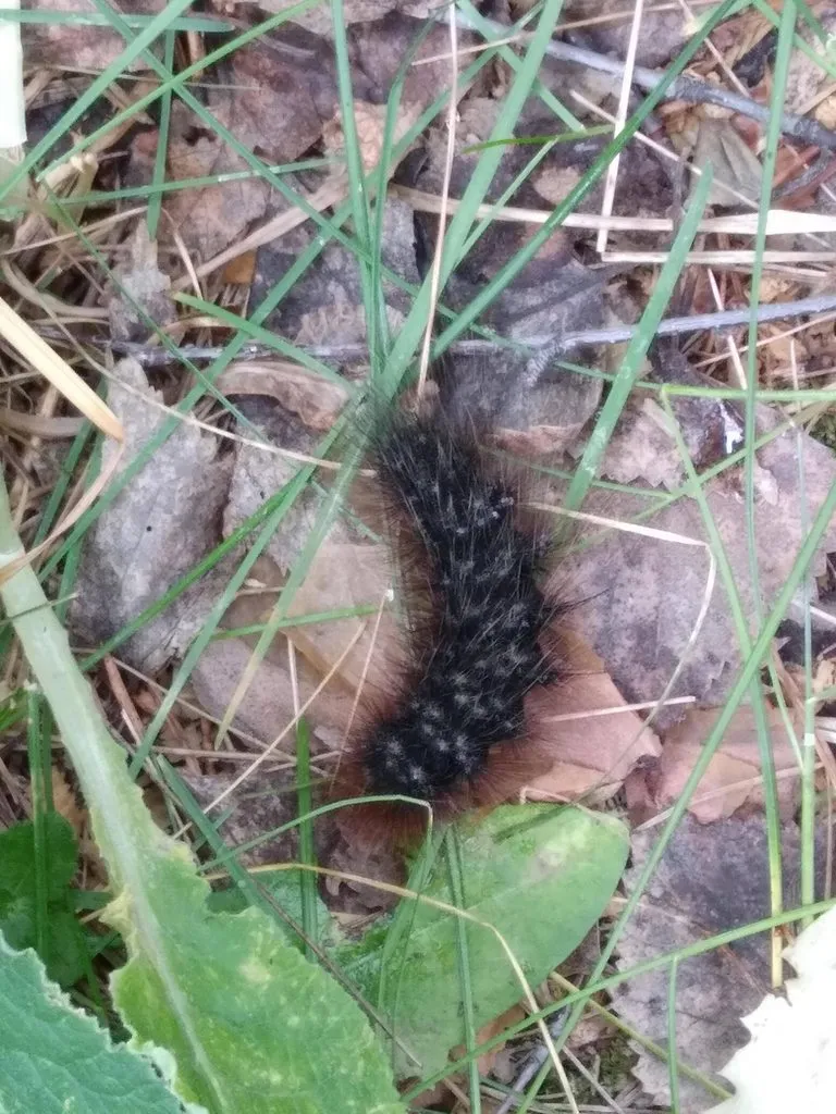 Чайная беседка