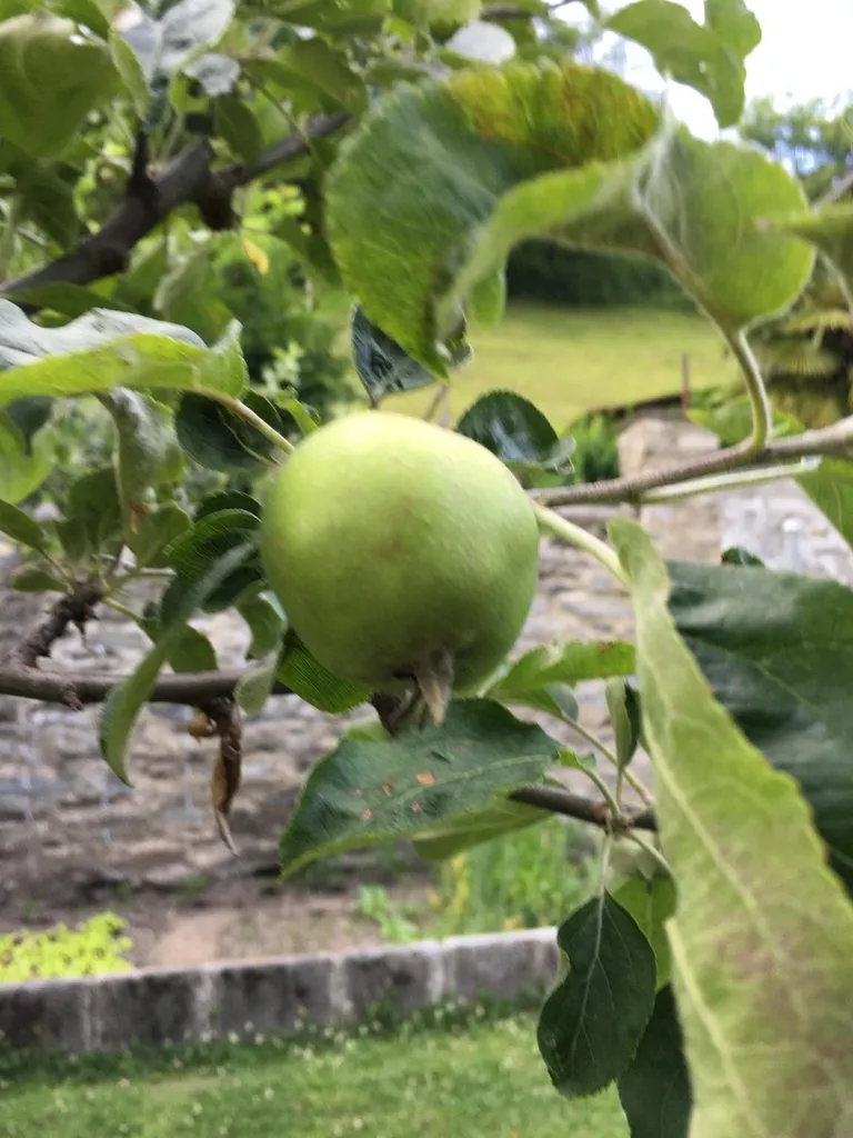 Чайная беседка