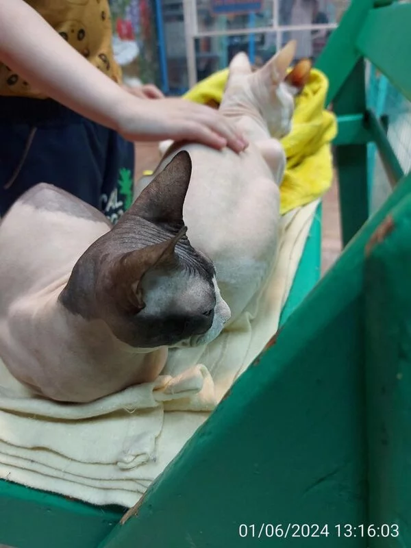 Чайная беседка