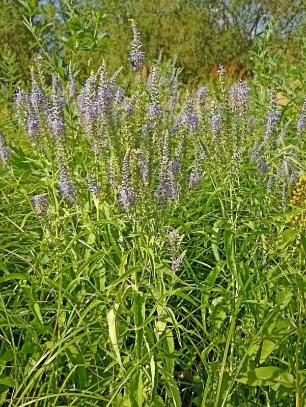 Фотонастроение