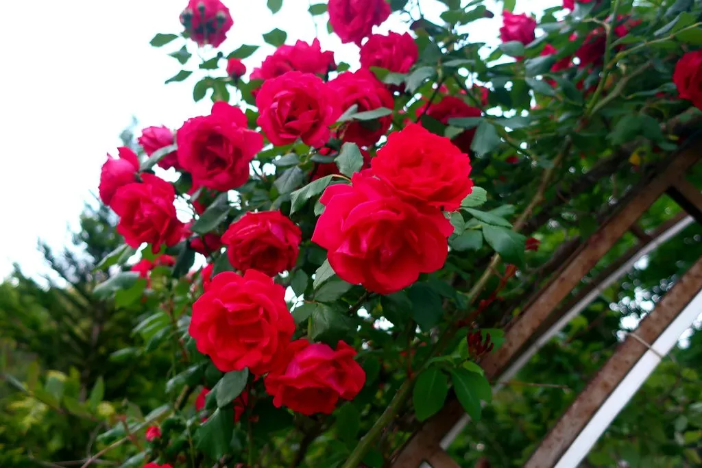 Чайная беседка