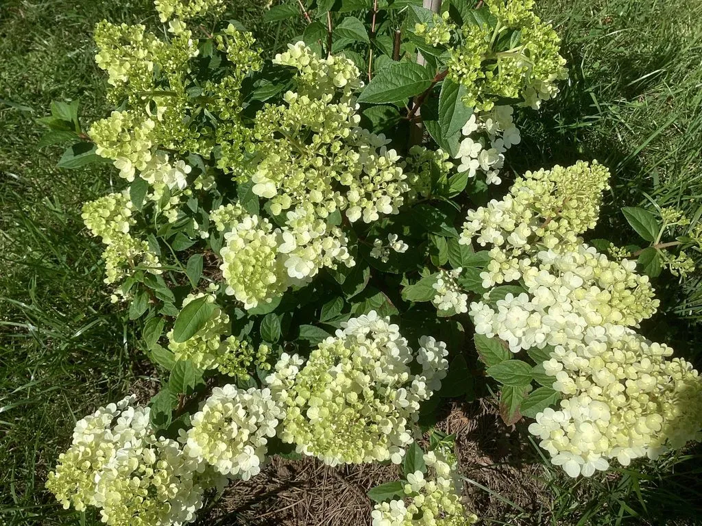Флора