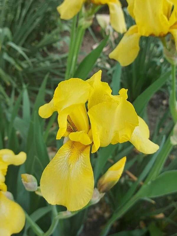 Чайная беседка