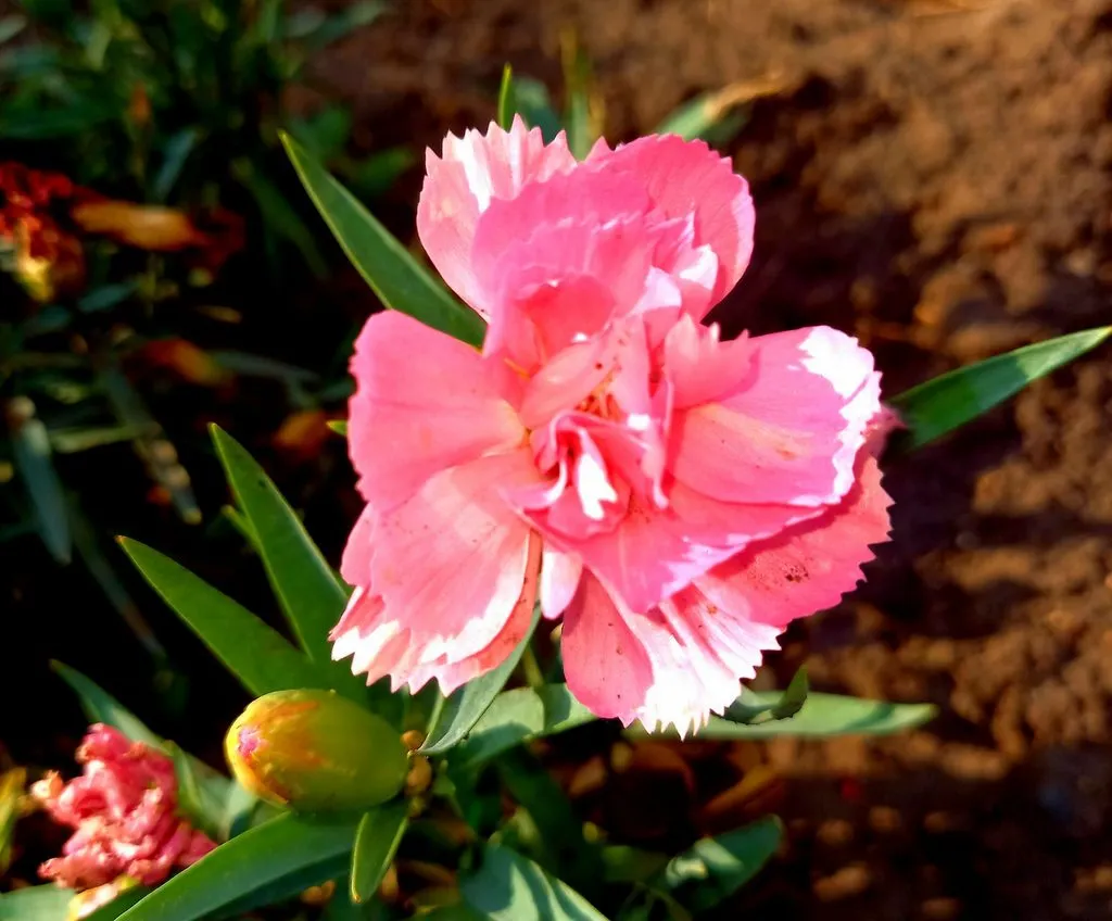 Чайная беседка