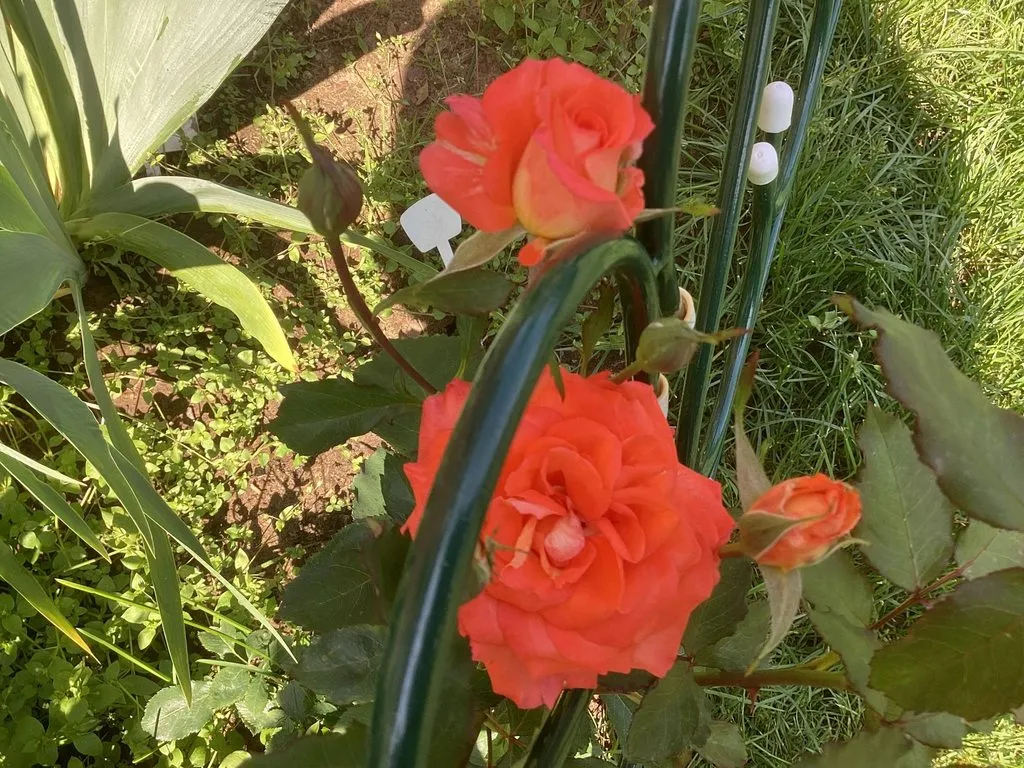 Флора