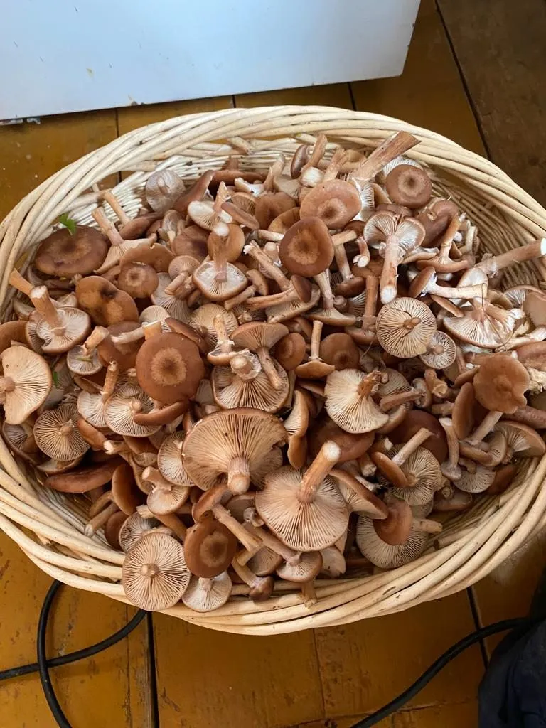 По грибы с лукошком