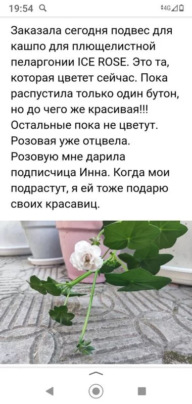 Лютики-цветочки или увлекательное крестьянство