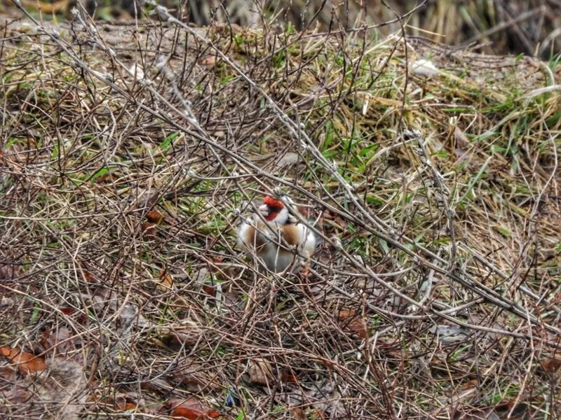 Коломенское