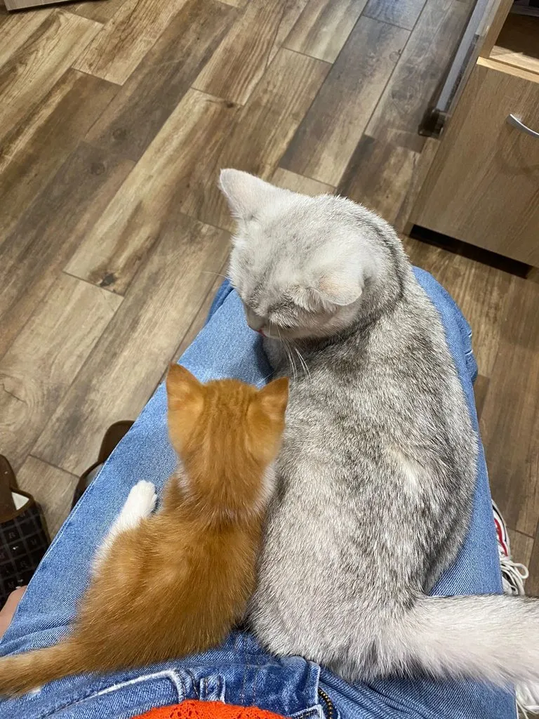 Чайная беседка