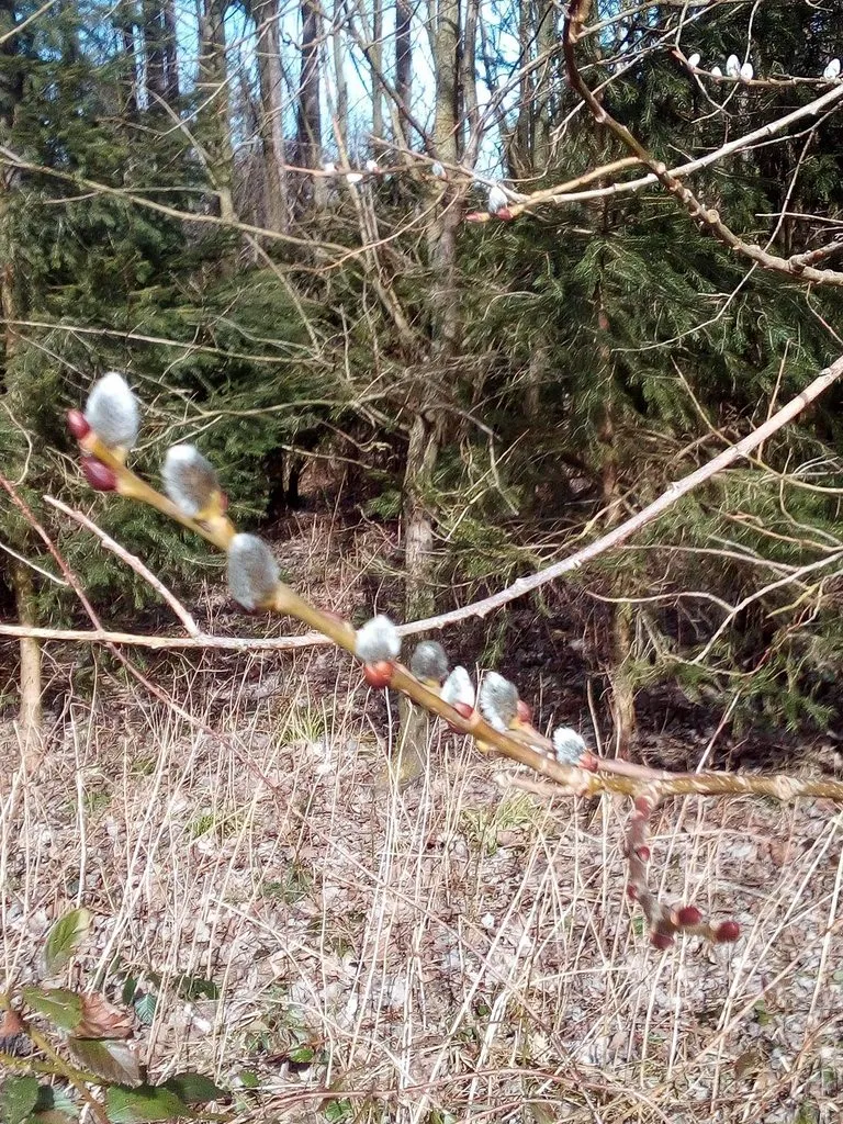 Tapтaлeтки & Ко