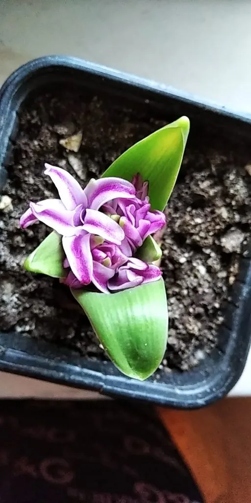 Tapтaлeтки & Ко