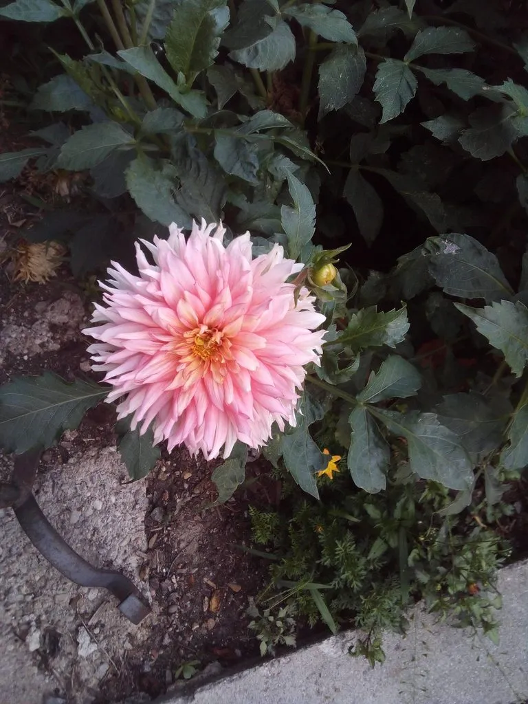 Чайная беседка