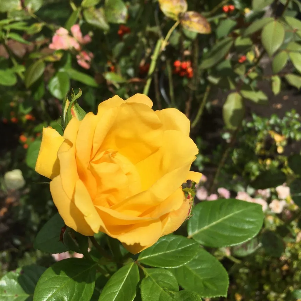 Чайная беседка