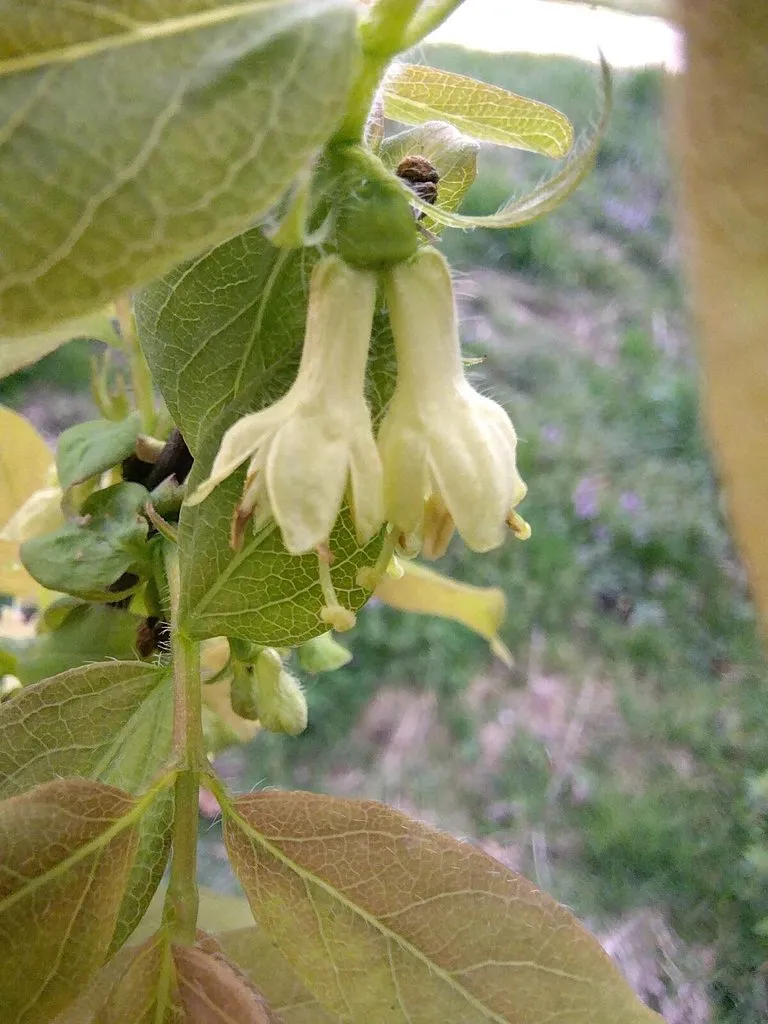 Чайная беседка