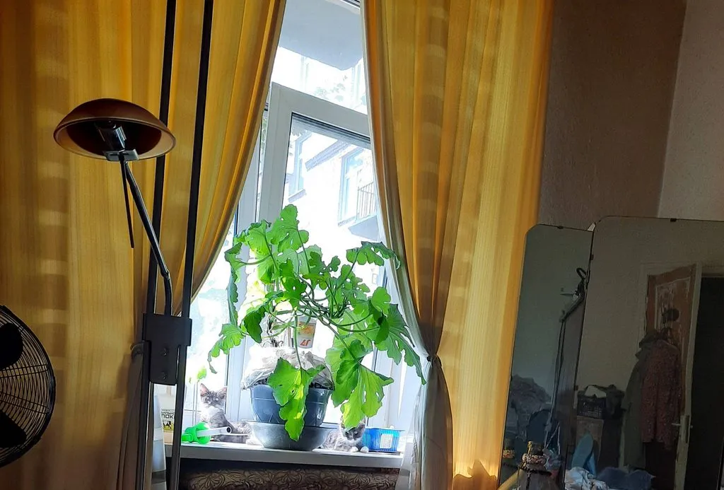 Tapтaлeтки & Ко
