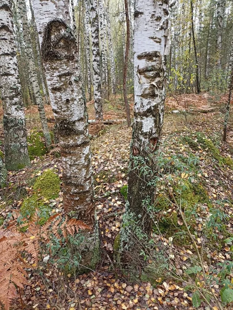 Фотонастроение