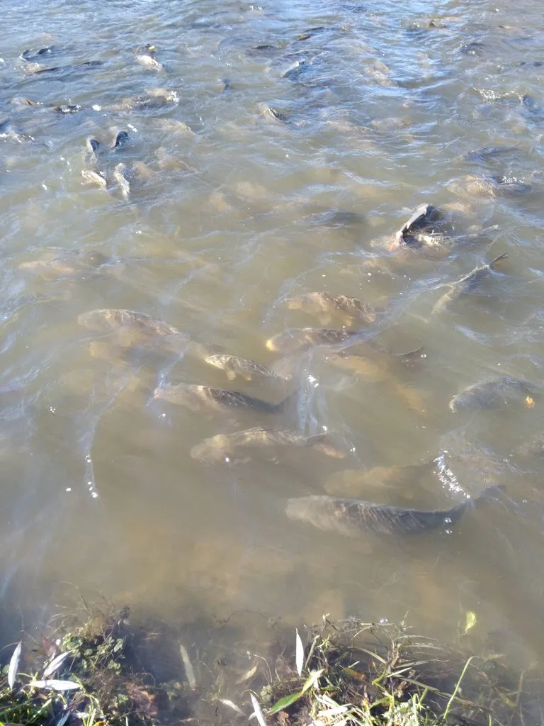 Чайная беседка