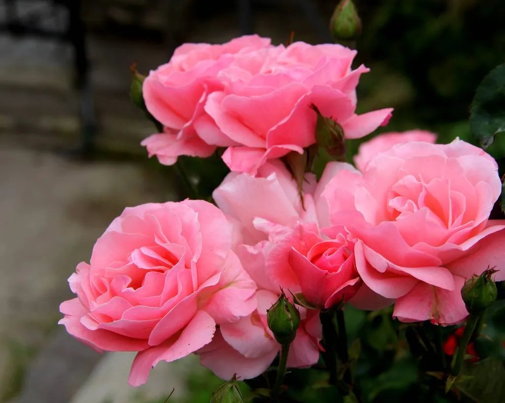 Чайная беседка